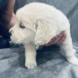 Golden Retriever Puppies from Valiant Goldens