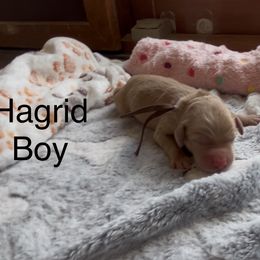 Goldendoodle and Poodle Puppies from Jaeckels Doodles