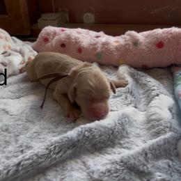 Goldendoodle and Poodle Puppies from Jaeckels Doodles