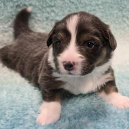 AMMON-FLUFFY with tail - Blue male Pembroke Welsh Corgi puppy in Walker, Iowa from Double K Corgis