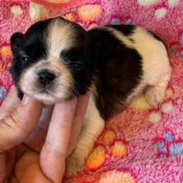 A - Tricolor female Shih Tzu puppy in Long Beach, California from Prieto Shih-Tzu's