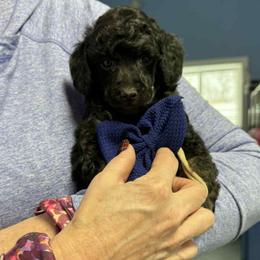 Blue Boy - Phantom male Poodle puppy in Edgerton, Wisconsin from ERSA Acres Golden Retrievers...limited registration only offered, AKC Moyen and Miniature Poodles