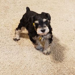 Miniature Schnauzer Puppies from My Amazing Miniature Schnauzers