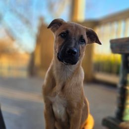 Big Red - Fawn male Xoloitzcuintli puppy in Ethridge, Tennessee from Royalty Reigns Xolos