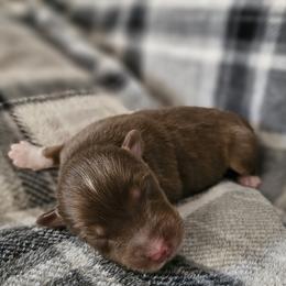 Boy 2 - Red tri-color male Australian Shepherd puppy in Tehachapi, California from Astralvale Aussies