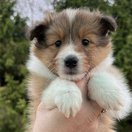 Omega - Sable and white Shetland Sheepdog puppy in Bainbridge, New York from Royal Tea Shelties
