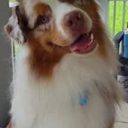 Australian Shepherd Puppies from Shadowood Australian Shepherds