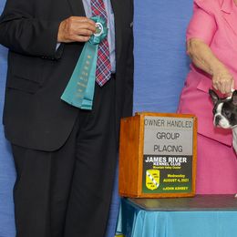 Boston Terriers from Tharps Boston Terriers