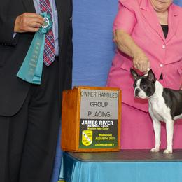 Boston Terriers from Tharps Boston Terriers