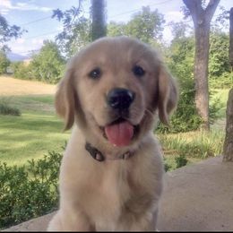 French Bulldog, Goldendoodle, and Golden Retriever Puppies from Crystal Coast Kennels, LLC