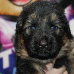 Boy 2 - Black and red male German Shepherd puppy in Fenton, Michigan from Home Base Shepherd
