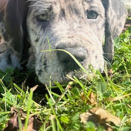 Great Dane Puppies from BkB’s House of Danes