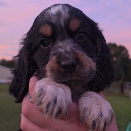 Gideon - Tri-Roan male English Springer Spaniel puppy in Florida from Thunderbird Springers