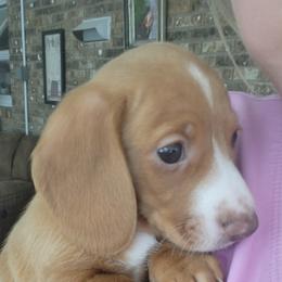 Emery - Red male Dachshund puppy in Kingsport, Tennessee from Little Long & Lovely Dachshunds