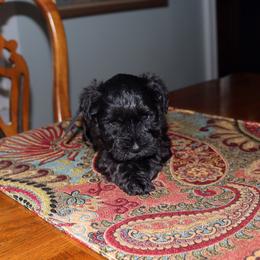 Hans - Black male Miniature Schnauzer puppy in Hamptonville, North Carolina from Alabama Havanese Kennel Tidewater Kennel