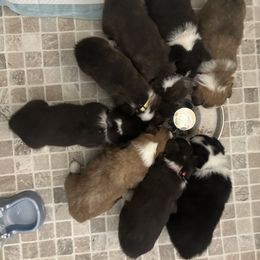 American Corgi Puppies from Patriot American Corgi