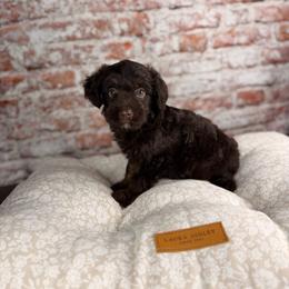 Colby - Red tri-color male Aussiedoodle puppy in Sweetwater, Florida from Sandy Snout Doodles