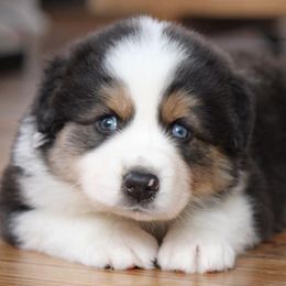 Aussiedoodles and Australian Shepherds from Woodland Aussies & Doodles