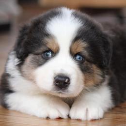 Aussiedoodles and Australian Shepherds from Woodland Aussies & Doodles