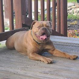 Kruz - Olde English Bulldogge