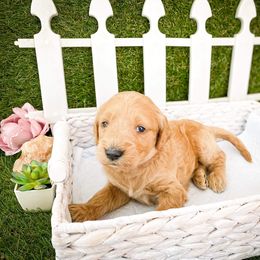 Goldendoodle Puppies from Peachy Doodles