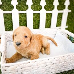 Goldendoodle Puppies from Peachy Doodles