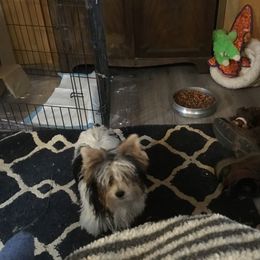 Yorkshire Terrier All Grown Up from Sauty Dog Yorkies