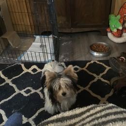 Yorkshire Terrier All Grown Up from Sauty Dog Yorkies