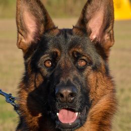 German Shepherds from Holtgrew