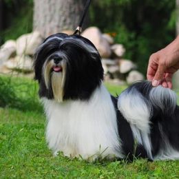 Lhavinia - Lhasa Apso