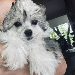 Sable and White puff girl - Sable female Chinese Crested puppy in Salt Lake City, Utah from Naked & Famous
