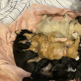 Schnoodle Puppies from Noodle Tings Puppies