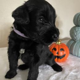 Giant Schnauzer Puppies from JAMG Schnauzers