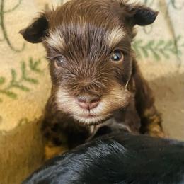 Liver tan - Liver male Miniature Schnauzer puppy in Malvern, Arkansas from Deep South Miniature Schnauzers