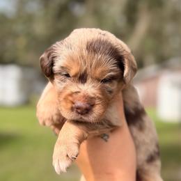Rusty ASDR - Red merle male Miniature Australian Shepherd puppy in Polk City, Florida from Skaky Shepherds