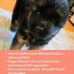 German Shepherd Puppies from Furman German Shepherds