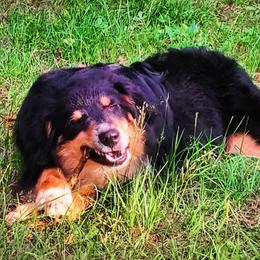 Cricket - Australian Shepherd