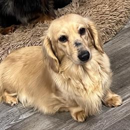 Dachshund All Grown Up from Karmas Dachshunds