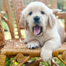 Love Note - Golden male Golden Retriever puppy in Commerce, Georgia from Chirping Meadows Goldens