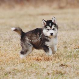 Harley - Black tan and white male Siberian Husky puppy in Lunenburg, Vermont from SNOW WOOLY HUSKY