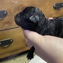 Blackie - Maltipoo puppy in Salinas, California from Sugar's Maltipoo's and Frenchies