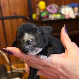 Brownie Male - Black and white male Cocker Spaniel puppy in Columbia, South Carolina from Fleur de Lis Cockers- Cuchna Cockers