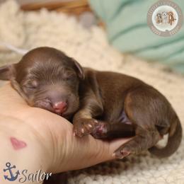 Sailor - Phantom male Bernedoodle puppy in Fort Myers, Florida from Little Golden Farm