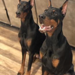 Doberman Pinscher Puppies from Imperium Dobermann Kennel