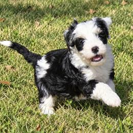 Clara - Tri-color female Bernedoodle puppy in Crawfordsville, Indiana from Winding Creek Ranch Doodles