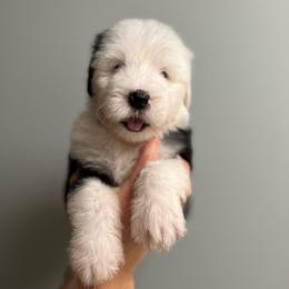 Bubly - Gray and white female Old English Sheepdog puppy in Bristol, Indiana from Ridgeruns OES