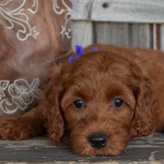 Shiloh-Purple Collar - Red female Irish Doodle puppy in Macedon, New York from Toodles Goldendoodles