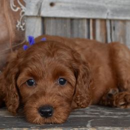 Shiloh-Purple Collar - Red female Irish Doodle puppy in Macedon, New York from Toodles Goldendoodles