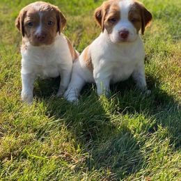 Brittany Puppies from Black River Brittany’s
