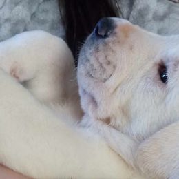 Lupe - Central Asian Shepherd Dog puppy in Staunton, Virginia from Spinaz de Can